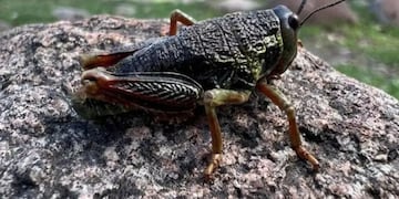 Tucura sapo, el insecto que preocupa a los productores agropecuario