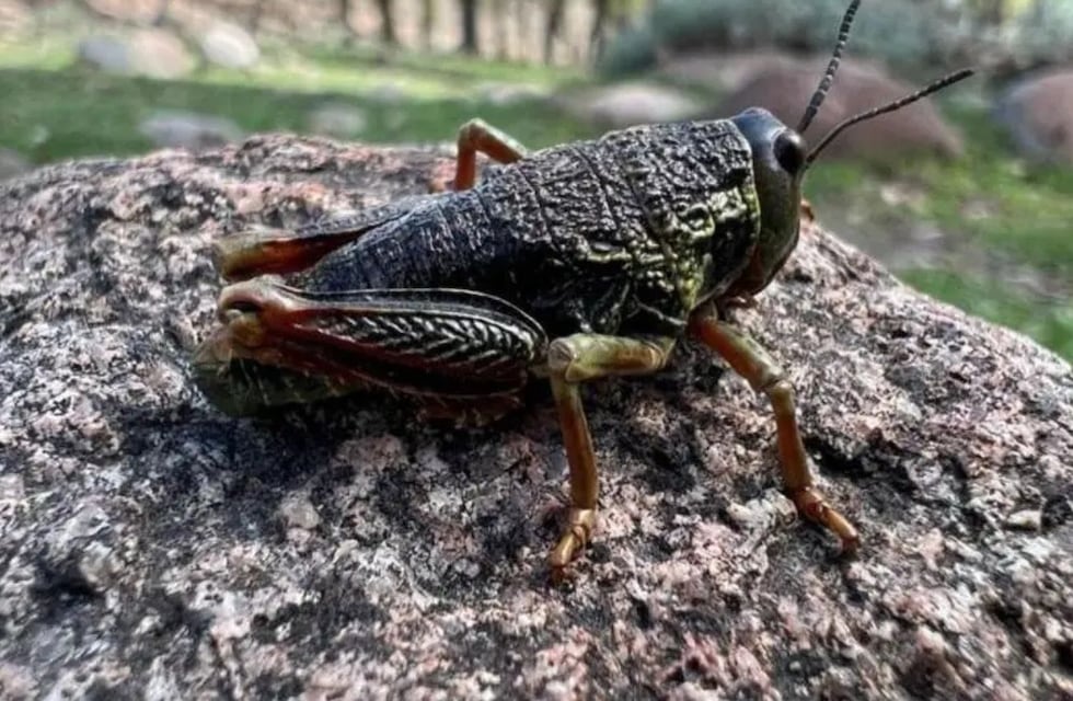 Alerta en parte de Argentina por la plaga del “bicho caníbal”: qué peligros implica