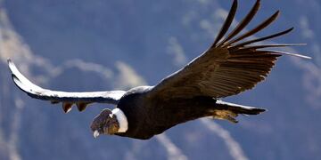 El impresionante video de un majestuoso cóndor sobrevolando las sierras sanjuaninas