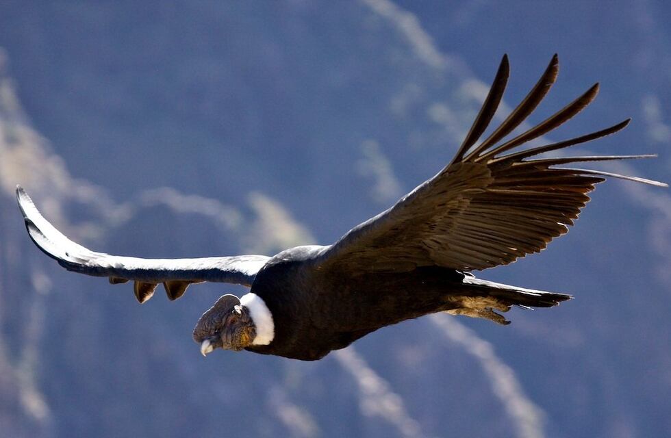 El impresionante video de un majestuoso cóndor sobrevolando las sierras sanjuaninas