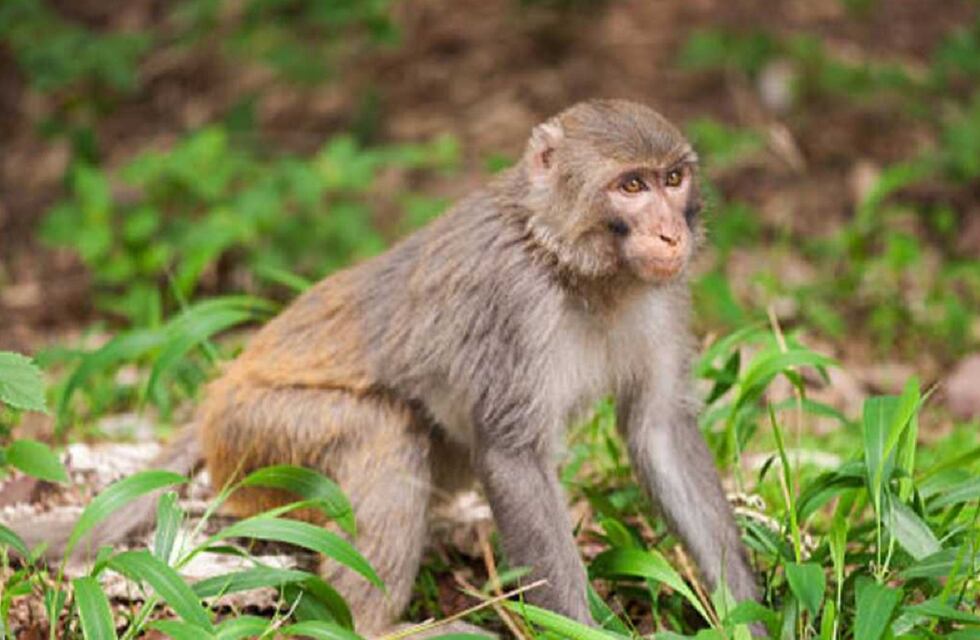 Increíble: la reacción de un mono al ver un truco de magia que se hizo viral en Internet