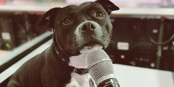 Marta Staffy, la perra de Agustín 'Cachete' Sierra, participó en el Cantando 2020.
