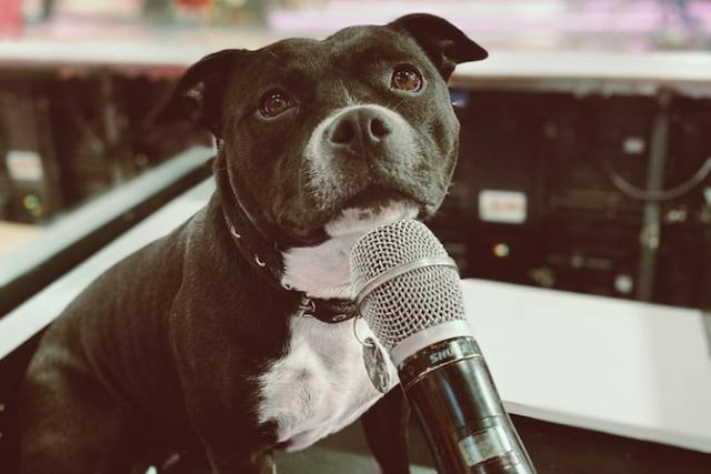 Marta Staffy, la perra de Agustín 'Cachete' Sierra, participó en el Cantando 2020.