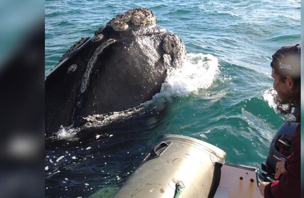 Mariano y Hueso, la ballena de Chubut que lo sorprende y alegra cada temporada: su lazo lleva más de 20 años
