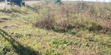 Ahorros en Espacios Verdes