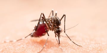 En los meses de verano, las cifras de contagios suelen escalar a causa del calor y la humedad. Como prevenir un posible contagio de dengue.