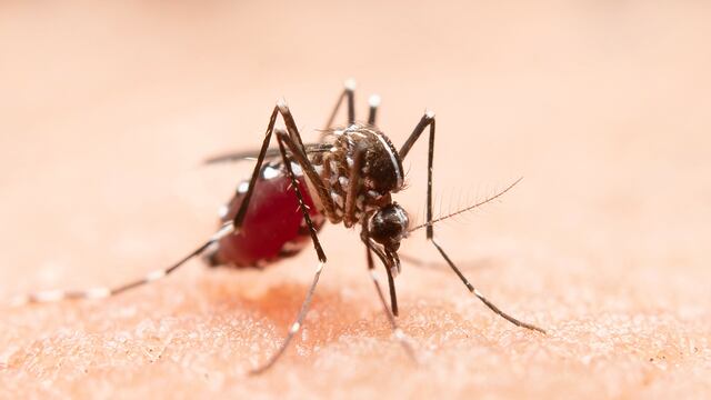 Alcance. El dengue es una enfermedad de tipo gripal que afecta a bebés, niños pequeños y adultos.