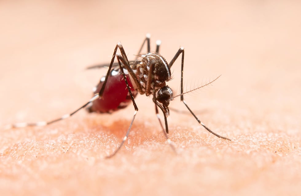La ciudad tine su primer caso de Dengue