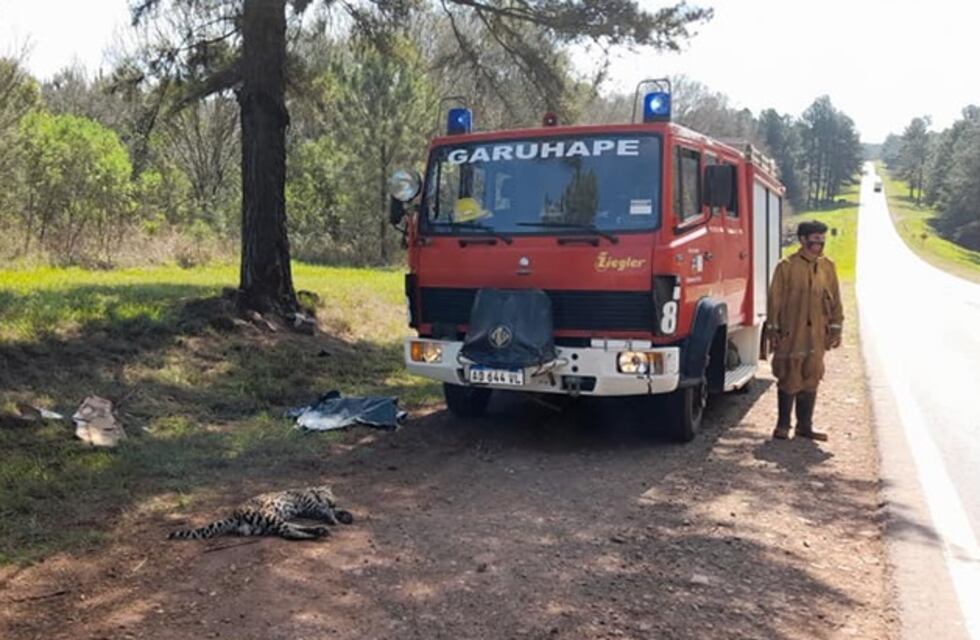Atropellaron a un gato onza en Puerto Rico