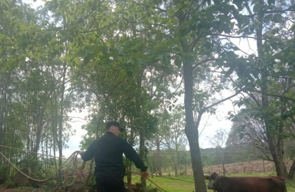 Recuperan ganado robado en 25 de Mayo