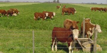 Pasturas de invierno