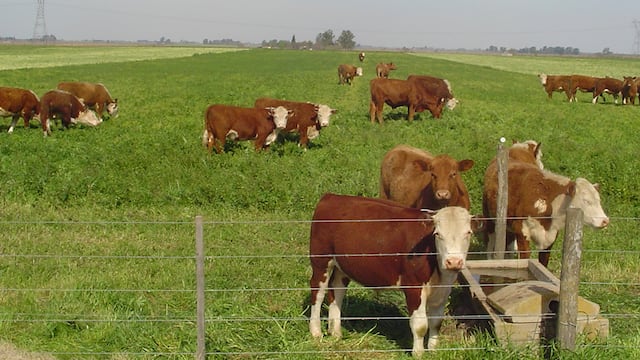 Pasturas de invierno