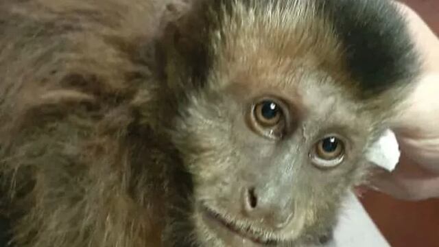 Rescatan a un Mono Caí que estaba en el tendido eléctrico en Puerto Iguazú.