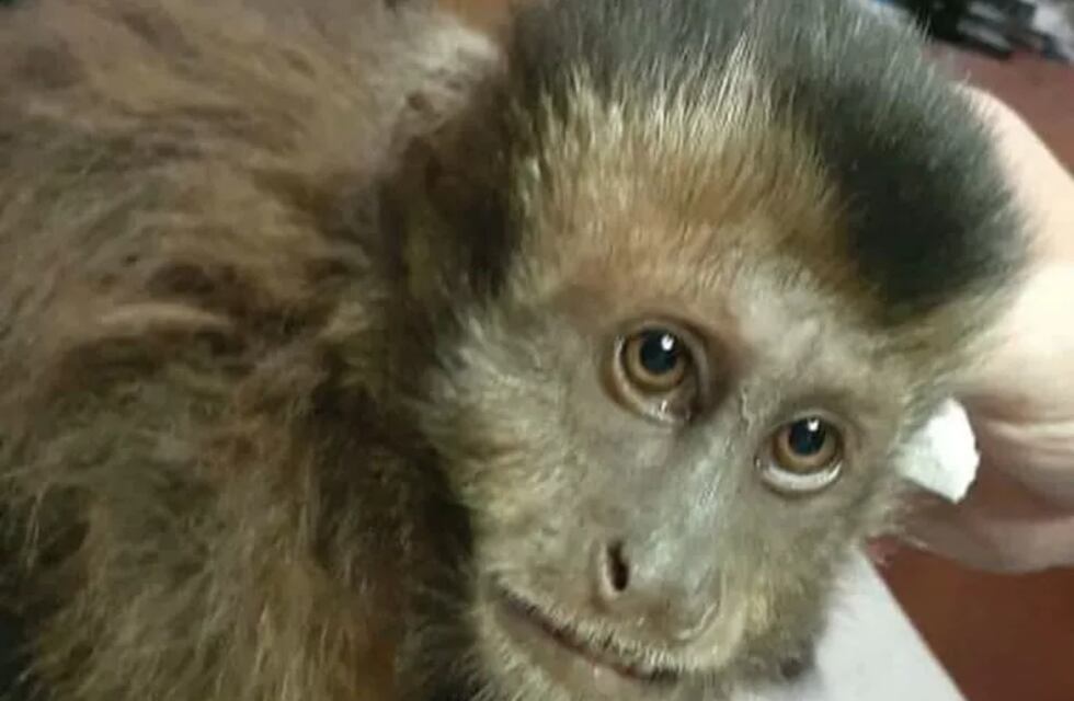 Rescatan a un Mono Caí de un tendido eléctrico en Puerto Iguazú