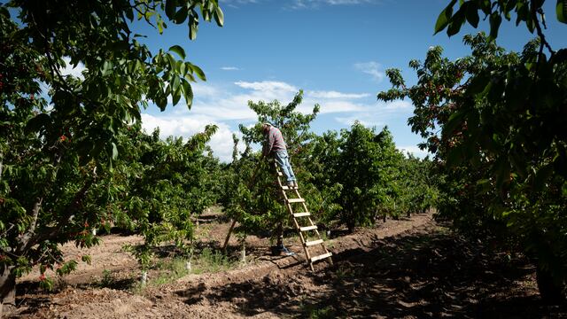El animal apareció en una finca de Mendoza. Imagen ilustrativa.