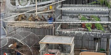 Tráfico ilegal de animales en Córdoba