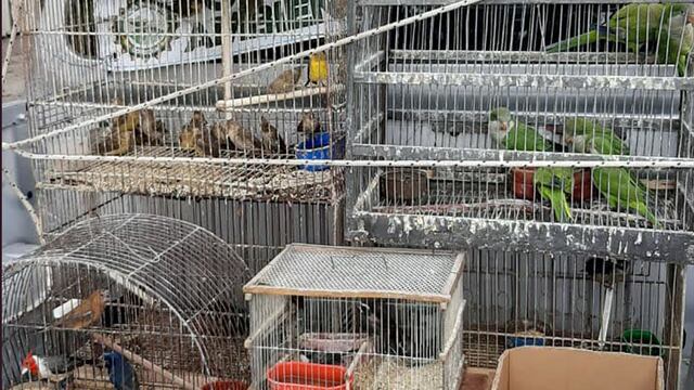 Tráfico ilegal de animales en Córdoba