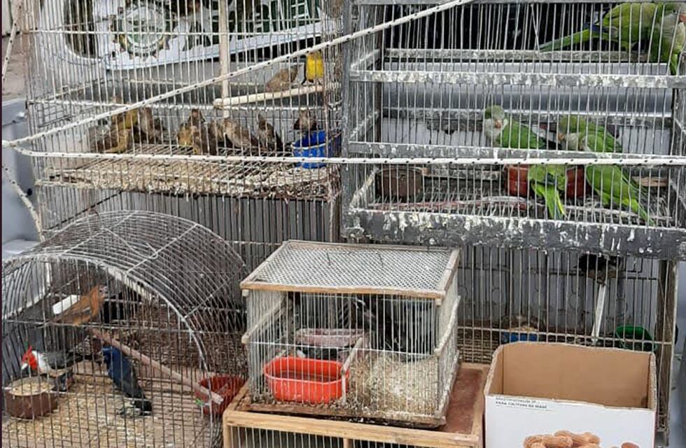 Rescataron animales silvestres en jaulas que estaban por comercializarse en Villa María