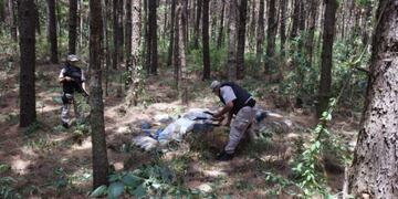 Secuestran marihuana en Puerto Libertad y Eldorado.