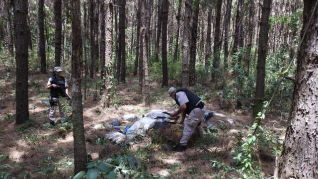 Secuestran marihuana en Puerto Libertad y Eldorado.