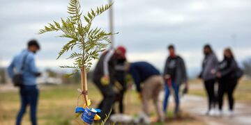 El acto principal en donde se plantaron acacias se realizó en el Barrio Módica del distrito Ciudad de Las Heras. Fuente MLH