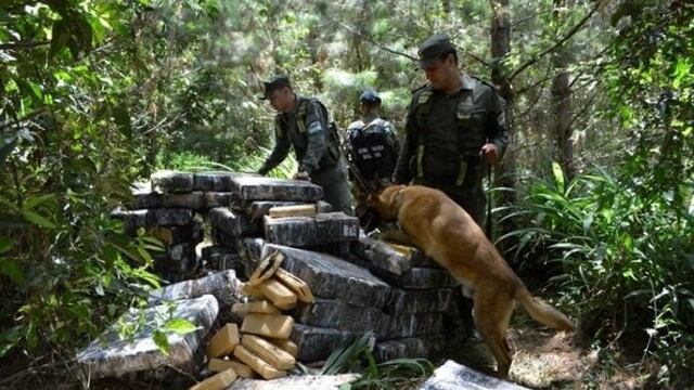 Casi una tonelada de marihuana fue incautada en San Pedro.