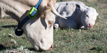 Collar gps para seguimiento vacas en pariciones