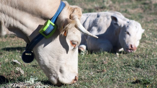 Collar gps para seguimiento vacas en pariciones