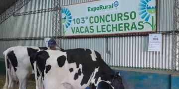 Comenzó el 103° concurso lechero de la ExpoRural de Rafaela