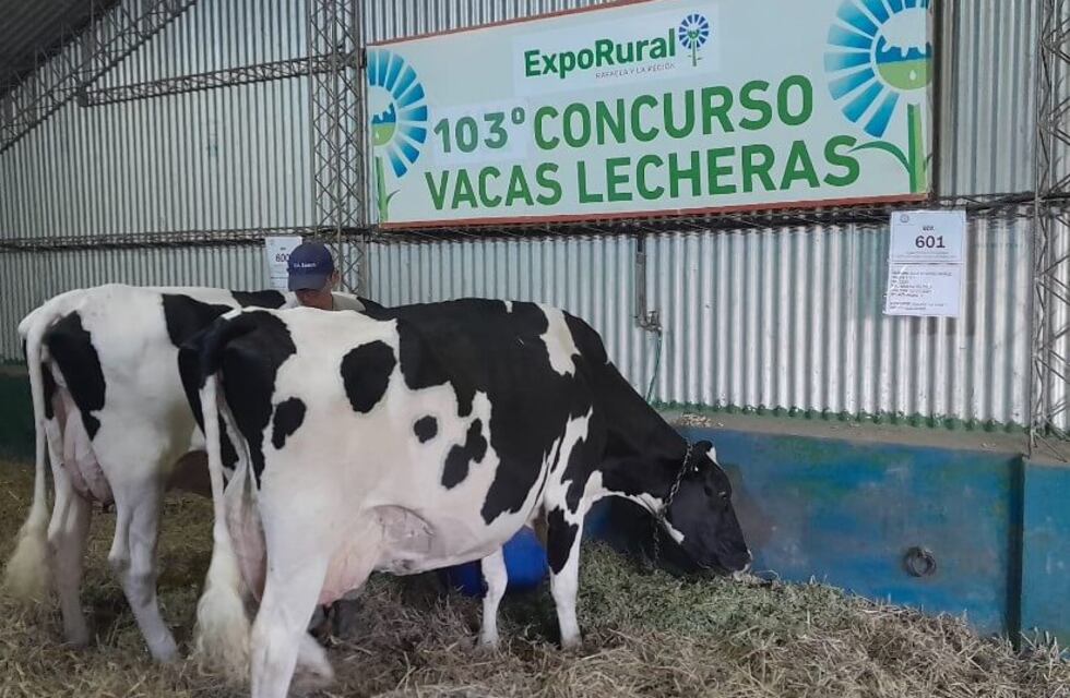 ExpoRural de Rafaela: arrancó el 103° Concurso de Vacas Lecheras