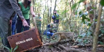 El mono fue liberado en las afueras de Candelaria