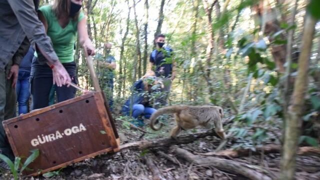 El mono fue liberado en las afueras de Candelaria