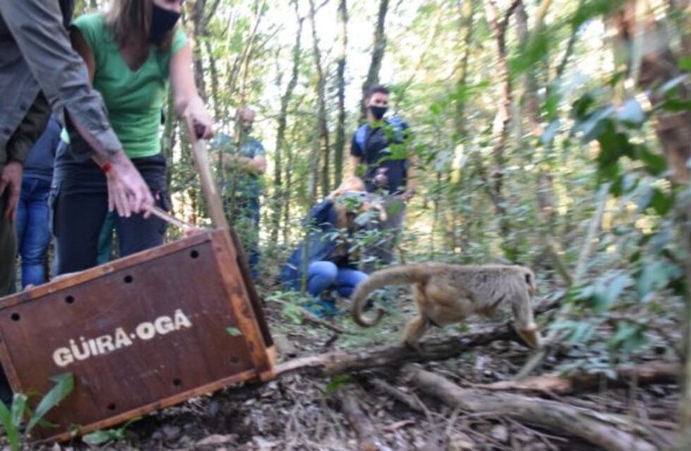 Atraparon y trasladaron a una mona que merodeaba en Villa Cabello