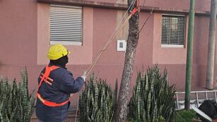 Comenzó la temporada de poda en Rafaela