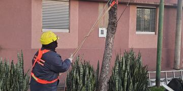 Comenzó la temporada de poda en Rafaela