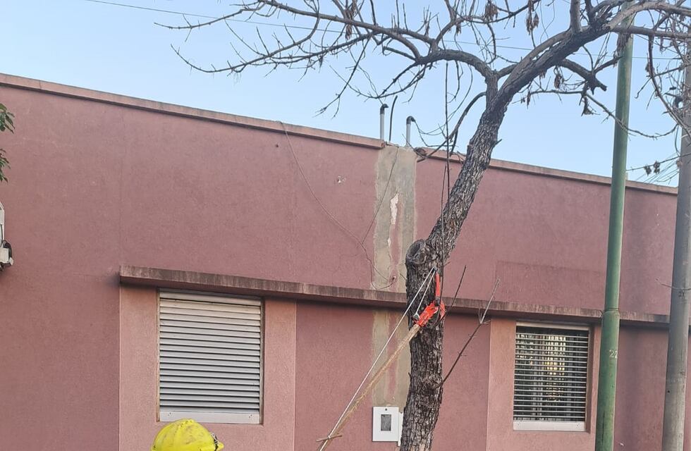 Comenzó con la temporada de poda