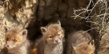Un grupo de cachorros de zorro aparecieron en el Cerro.