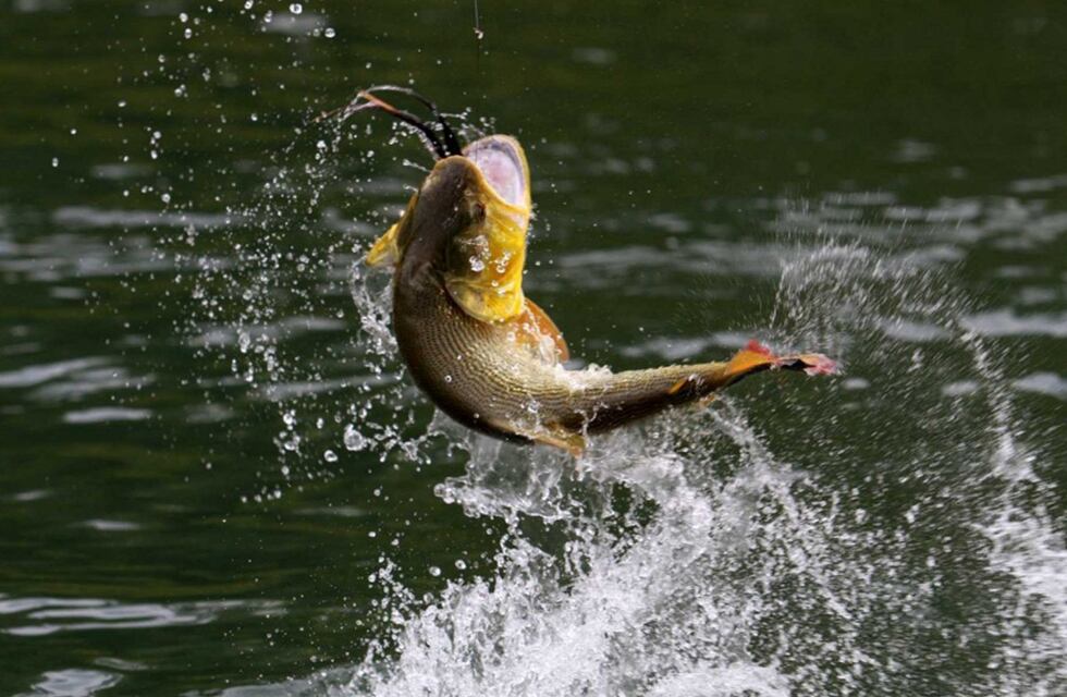 Fortalecimiento para la Pesca Artesanal de Gualeguaychú