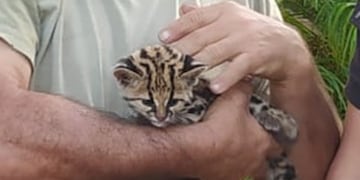 Bomberos de Puerto Iguazú rescatan a una cría de gato tirica de los incendios.