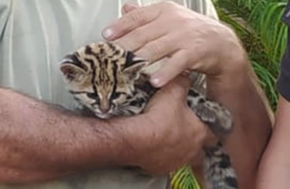 Bomberos de Puerto Iguazú rescatan a una cría de gato tirica de los incendios