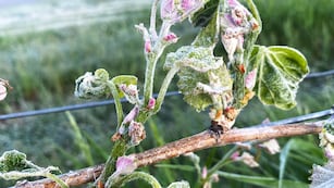 Heladas en Nueva York atacan la cosecha de los viñedos.