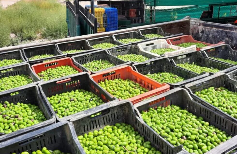 Clausuraron en Maipú un acopiador clandestino de aceitunas