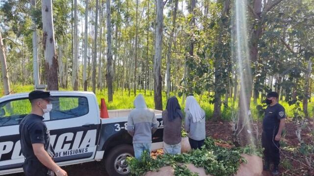 Terminaron detenidos por apeo ilegal de yerba.