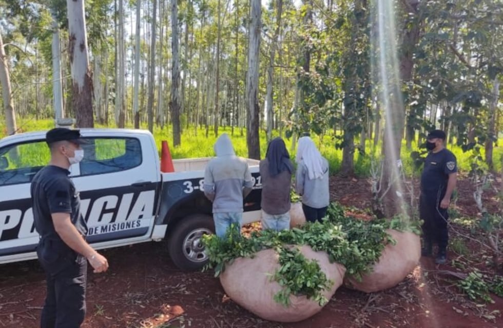 Terminaron detenidos por apeo ilegal de yerba