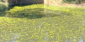 Crisis de agua potable en la localidad de Guaraní.