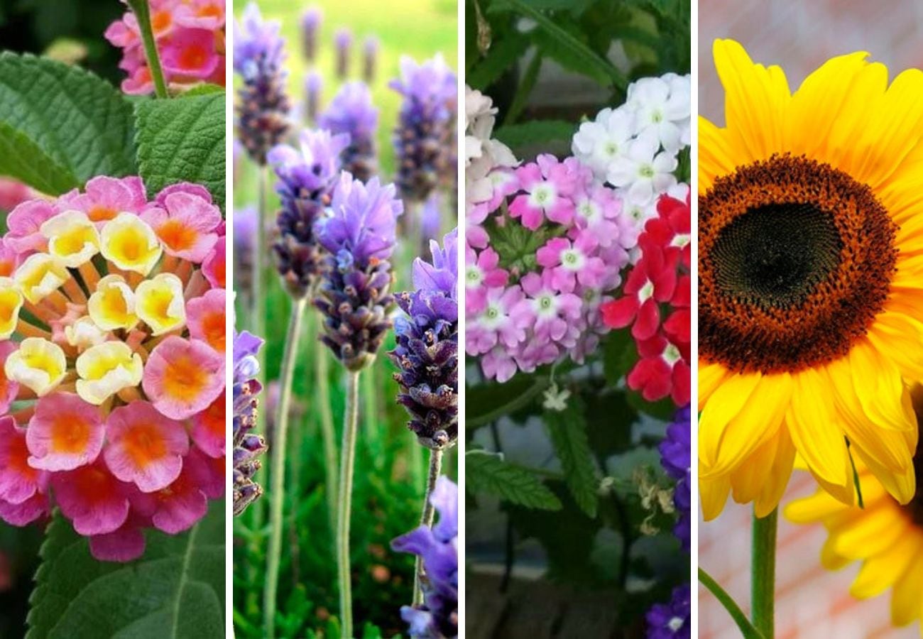 Las cinco plantas que llaman a las mariposas en el jardín