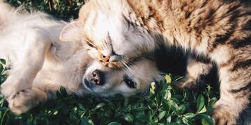 Tucumán Mascotas celebra su séptimo aniversario