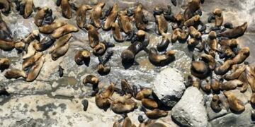 Se registró récord de nacimientos de lobos marinos en Punta Marqués.