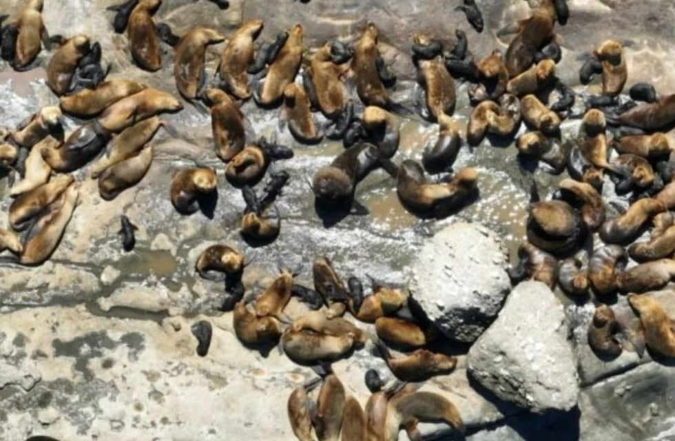 Después de dos años se registró un nuevo récord de nacimientos de lobos marinos en Chubut
