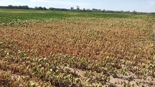 sequia campo ola de calor